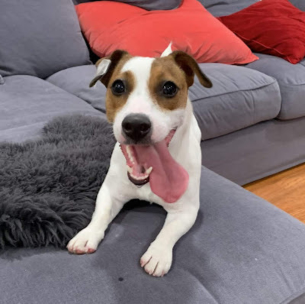 Meet your Posher, Stan